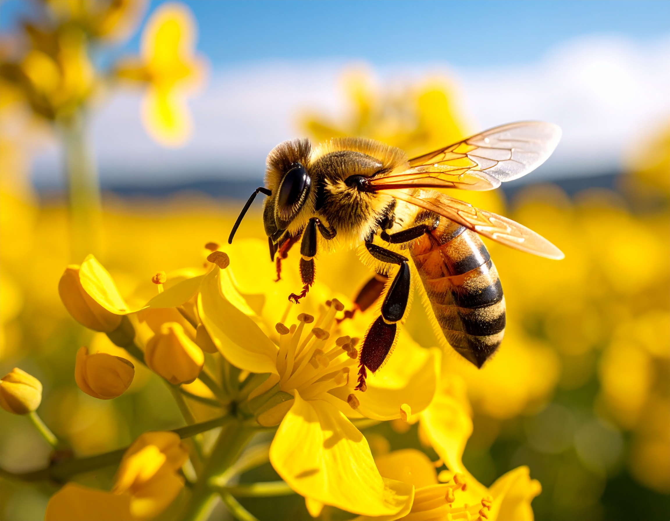 Firefly_A bee pollinating a rapeseed flower 279228
