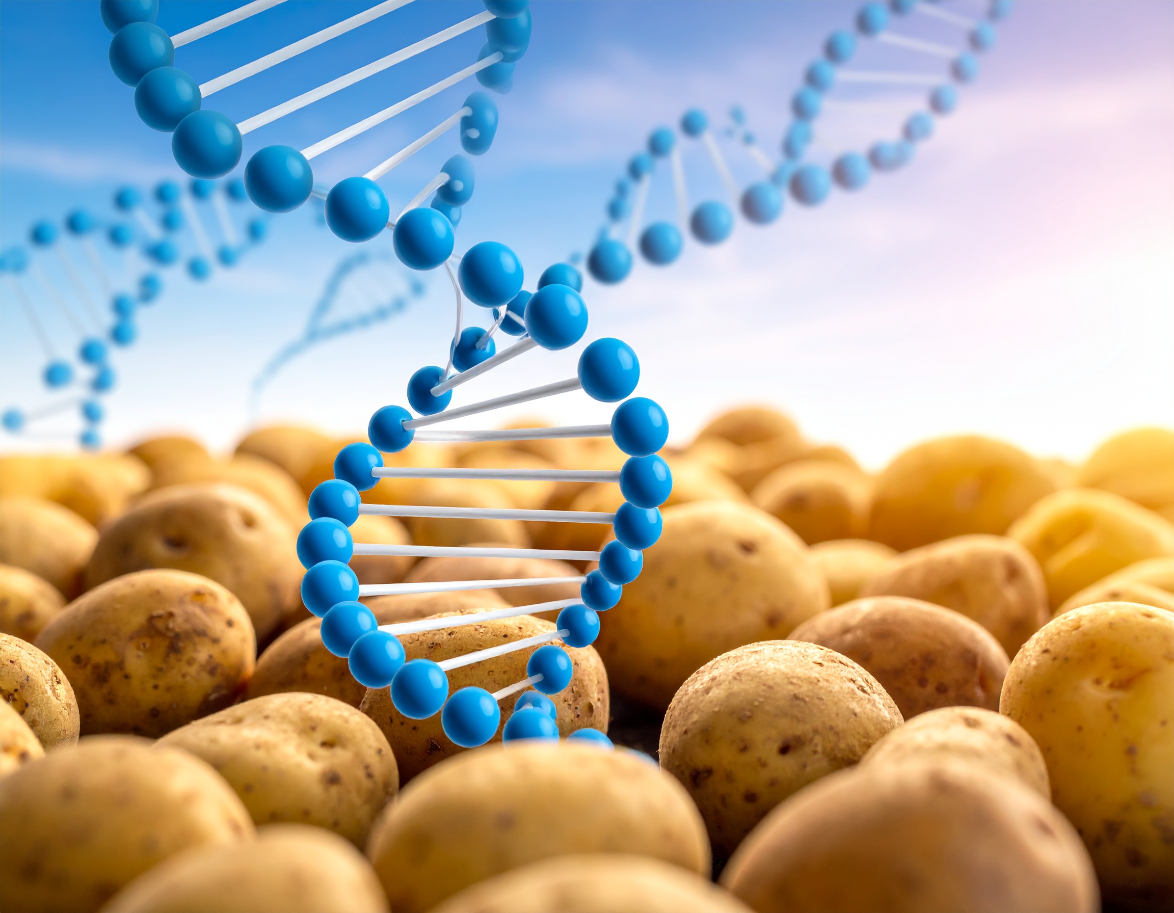 Firefly_DNA in multpile potatoes 202029